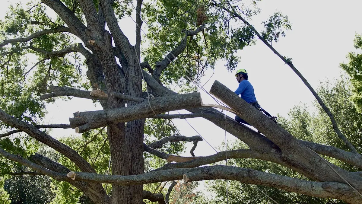Professional Crown Thinning performed by certified arborists in Freeburg
