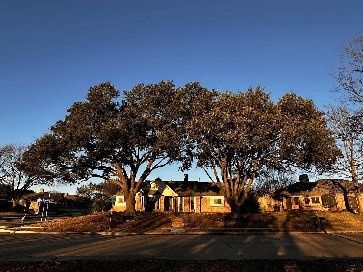 Established residential canopy tree shading a home in Freeburg